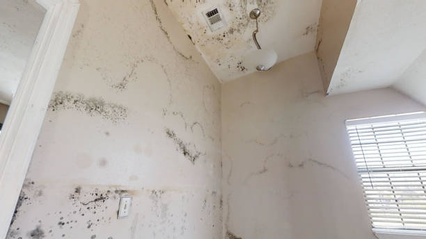 Best Flood Damage  in Oglethorpe, GA