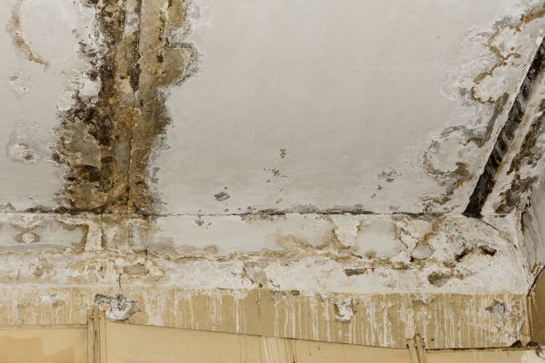 Best Asbestos and Lead Testing During Mold Inspection  in Oglethorpe, GA