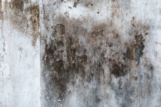 Best Mold Documentation for Insurance Claims  in Oglethorpe, GA