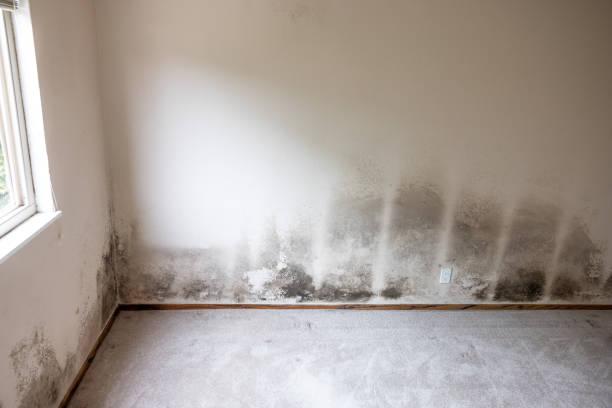 Best Black Mold Removal  in Oglethorpe, GA
